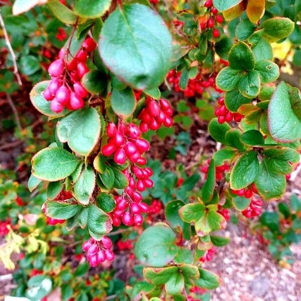 Berberis koreana Fruit