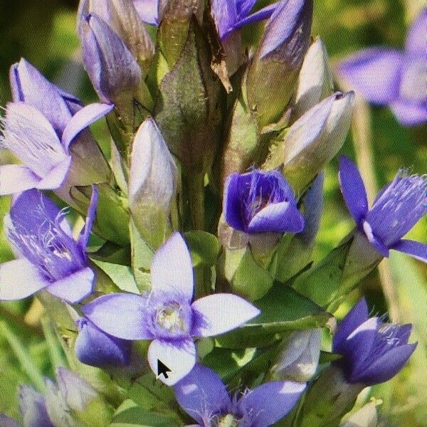 Gentianella campestris Blomma