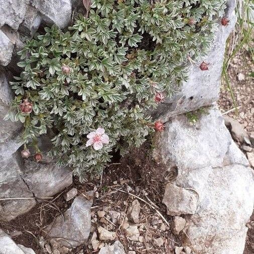 Potentilla nitida Buveinė