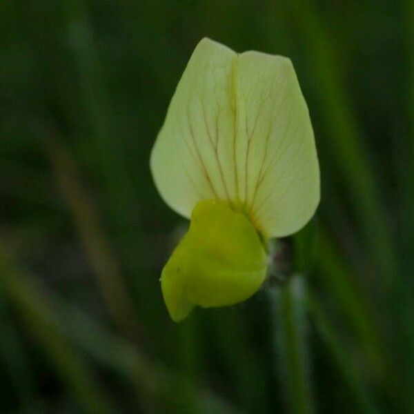 Lotus maritimus Flor