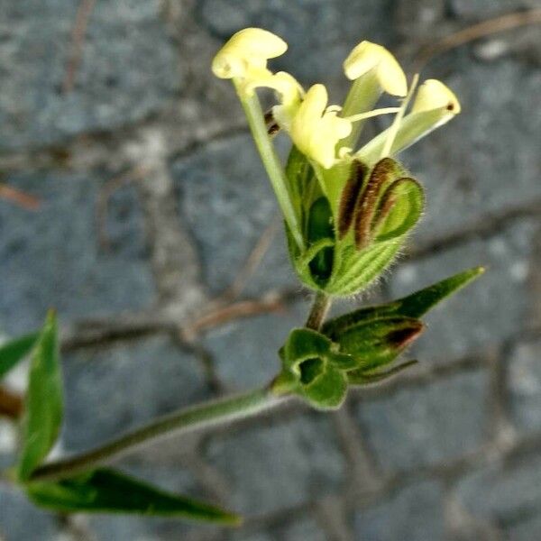 Silene noctiflora Blodyn