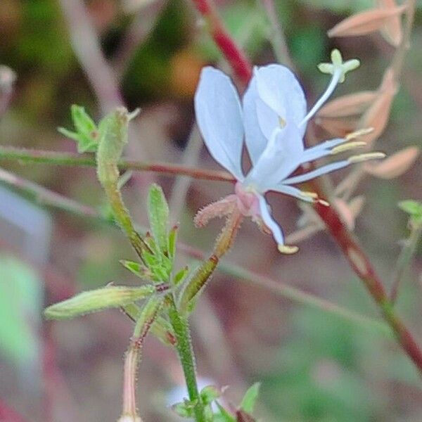 Oenothera filiformis Цвят