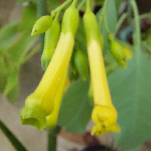 Nicotiana glauca Floare