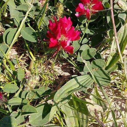 Sulla coronaria Flor