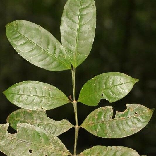 Faramea guianensis Ліст