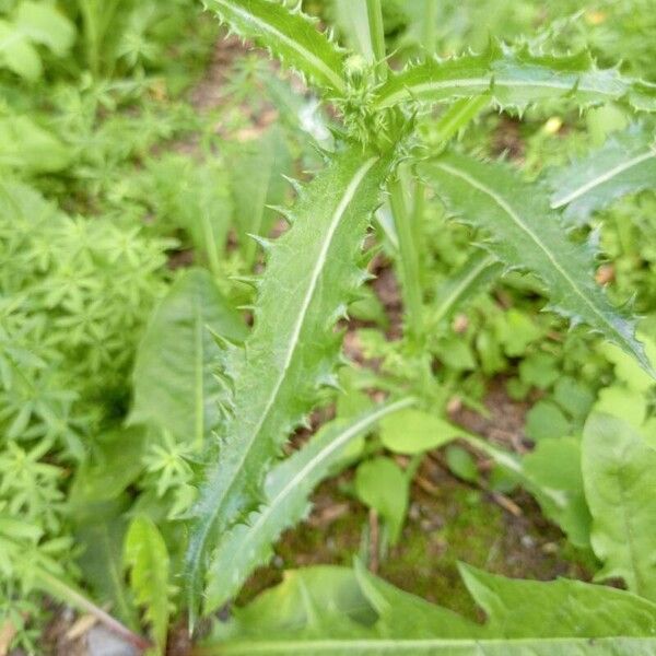 Sonchus asper ᱥᱟᱠᱟᱢ