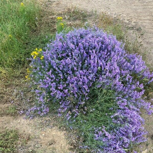 Vicia dalmatica 形態