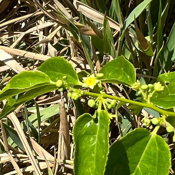 Colubrina asiatica Flor