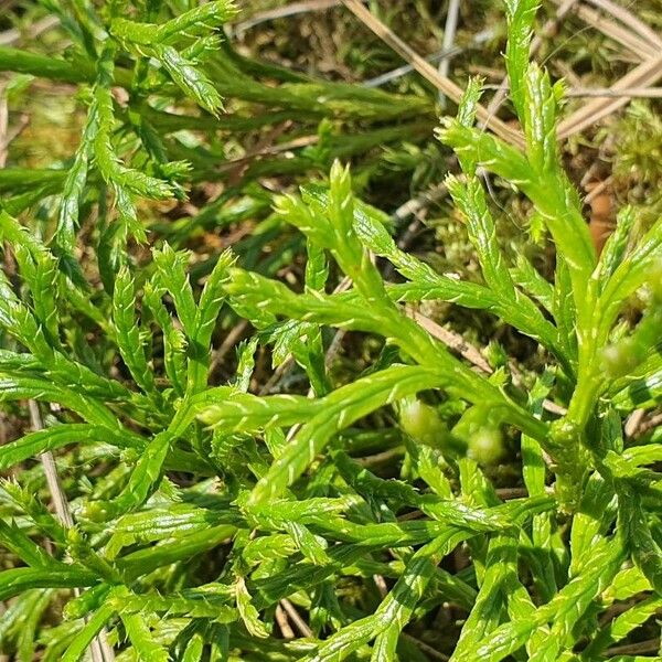 Lycopodium complanatum 葉