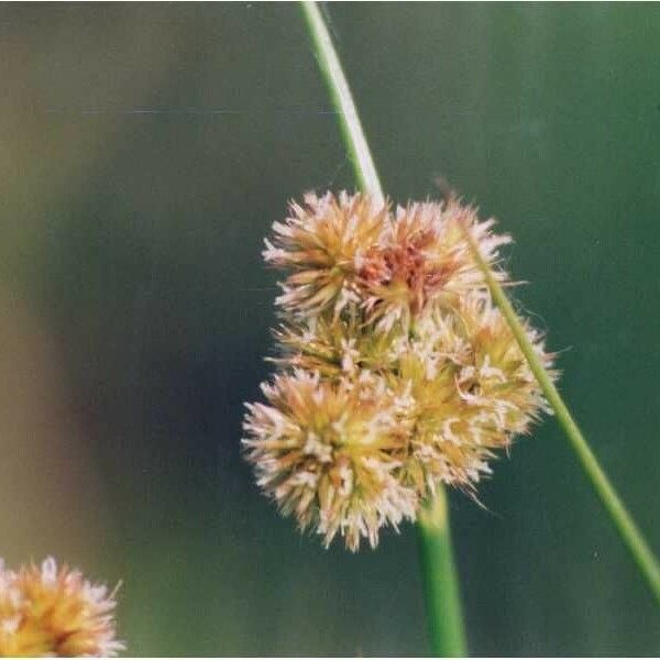 Juncus torreyi Fruto