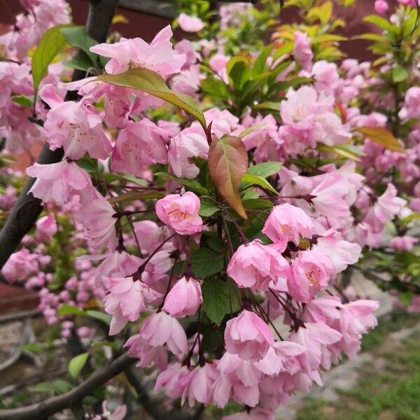 Malus halliana Blomst