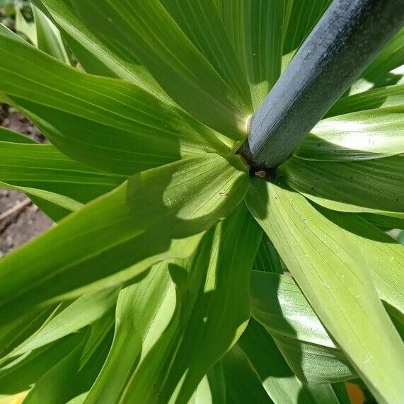 Fritillaria imperialis Fuelha