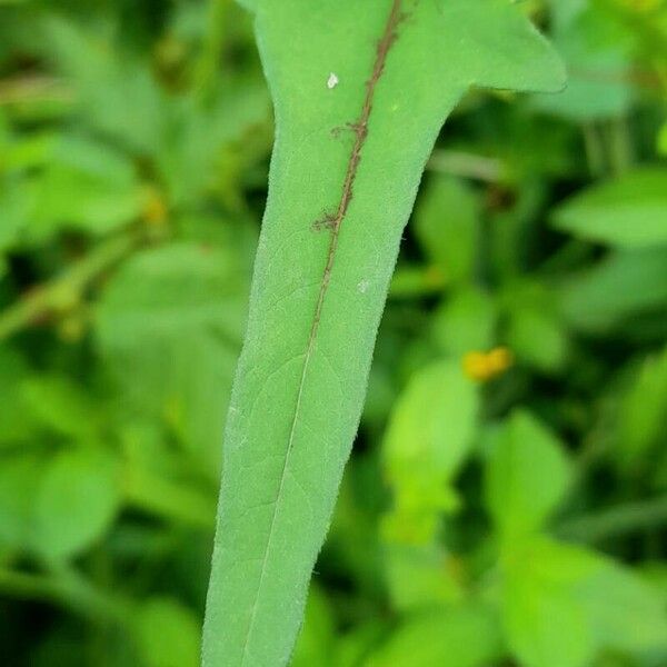 Anoda cristata Leaf
