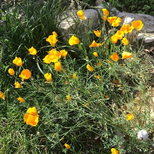 Eschscholzia californica Flower