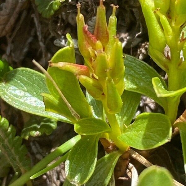 Salix retusa Flower