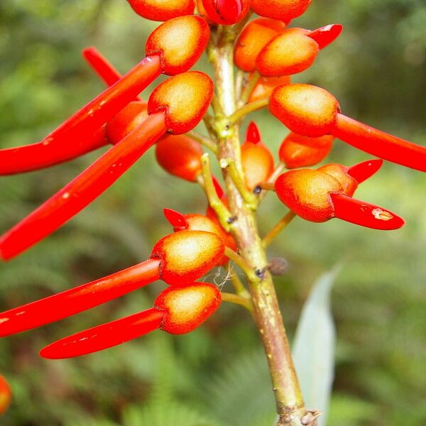 Erythrina globocalyx Cvet