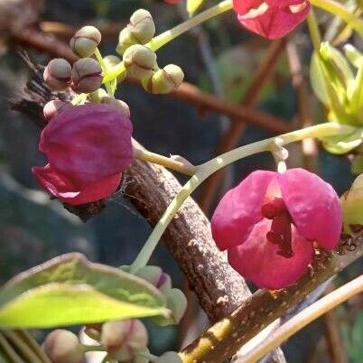 Akebia quinata Flower