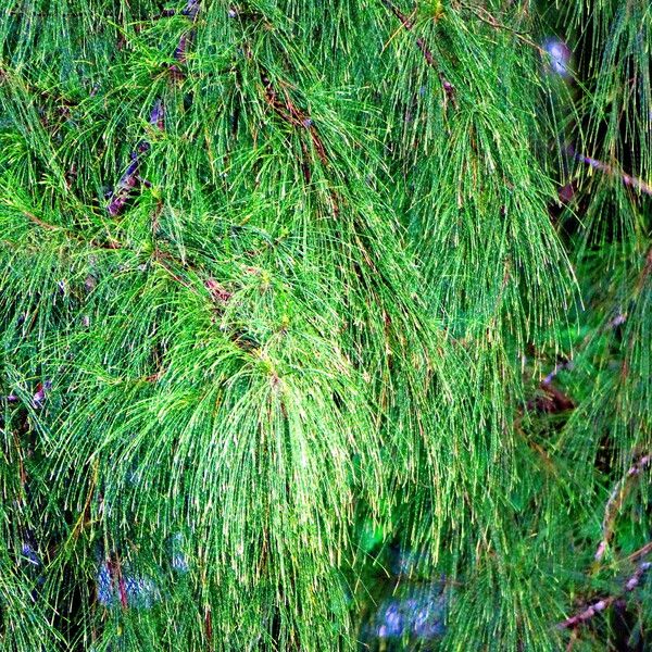 Casuarina equisetifolia Ліст