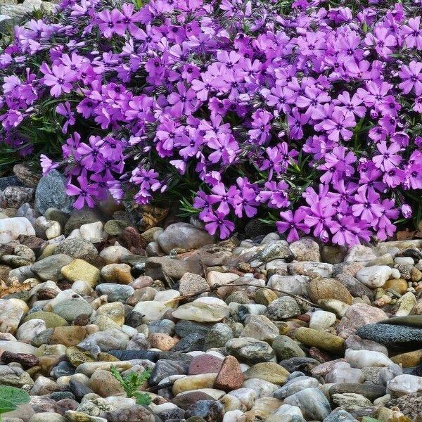 Phlox subulata Цветок