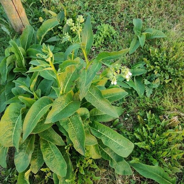 Symphytum officinale পাতা