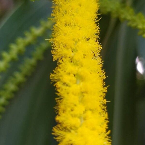 Acacia auriculiformis Blomma