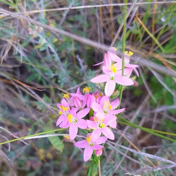 Centaurium erythraea Flower