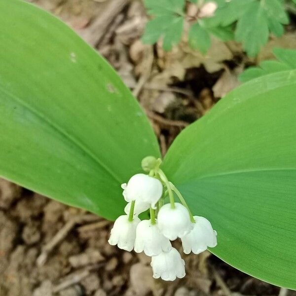 Convallaria majalis Flower