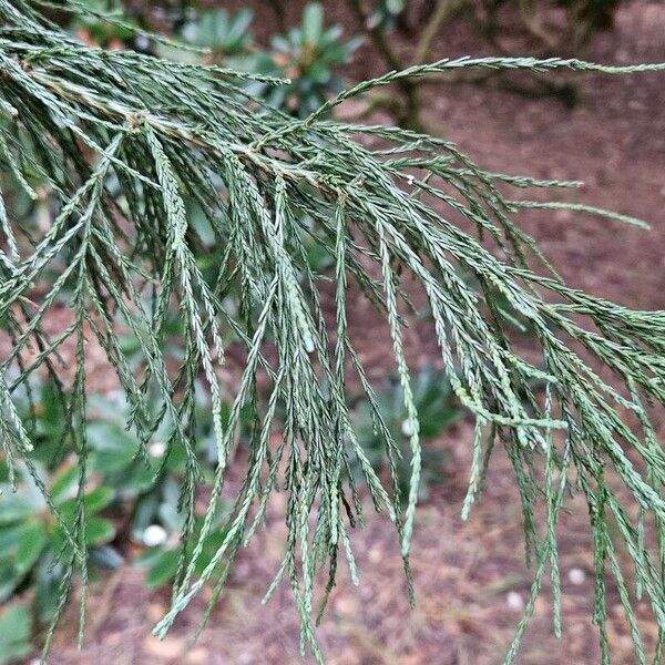 Sequoiadendron giganteum Yaprak