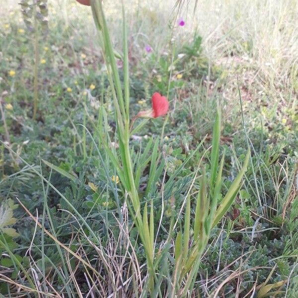 Lathyrus sphaericus Blomst