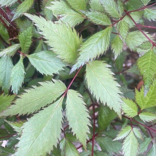 Astilbe japonica Blatt