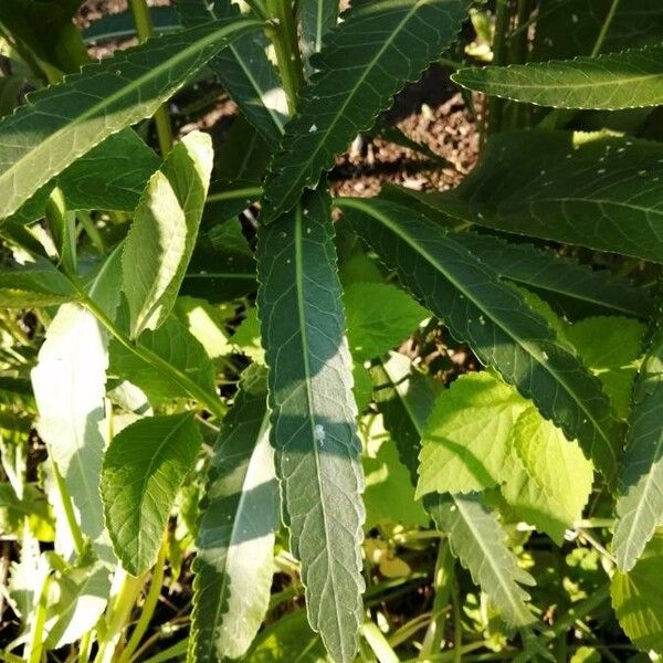 Armoracia rusticana Leaf