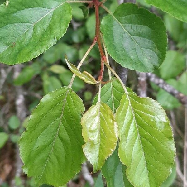 Malus sylvestris Foglia