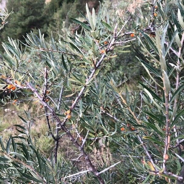 Hippophae rhamnoides Fruit