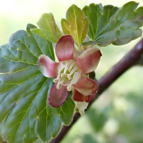 Ribes uva-crispa Fleur