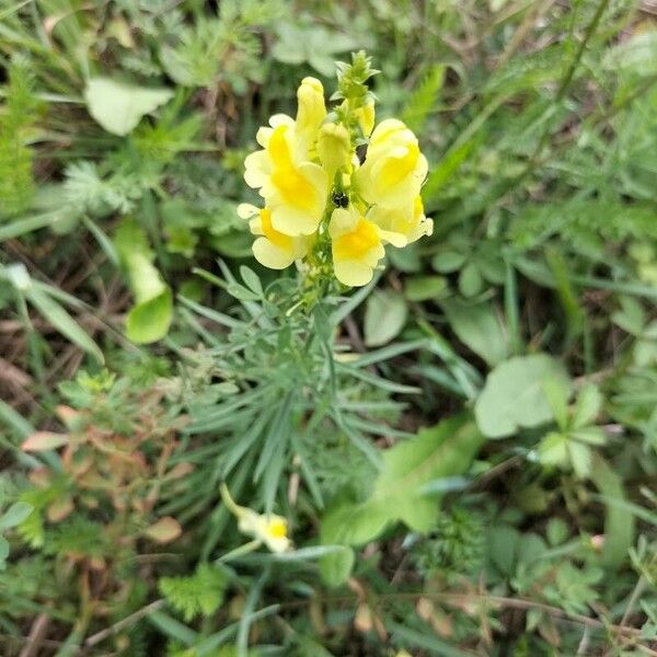 Linaria angustissima Virág