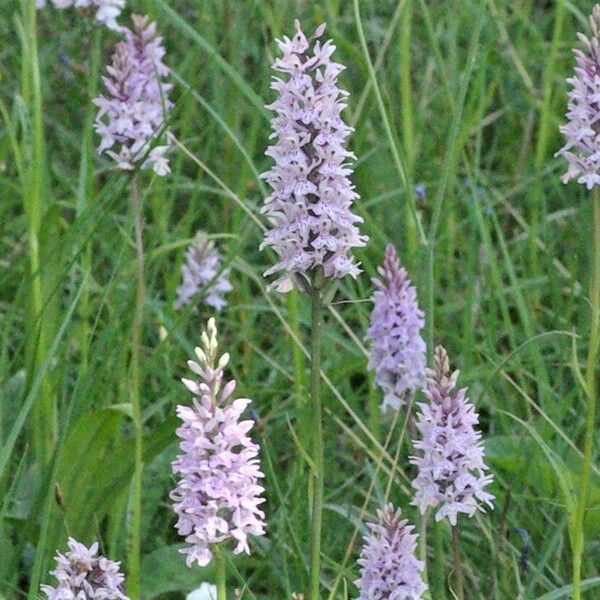 Dactylorhiza fuchsii Цветок