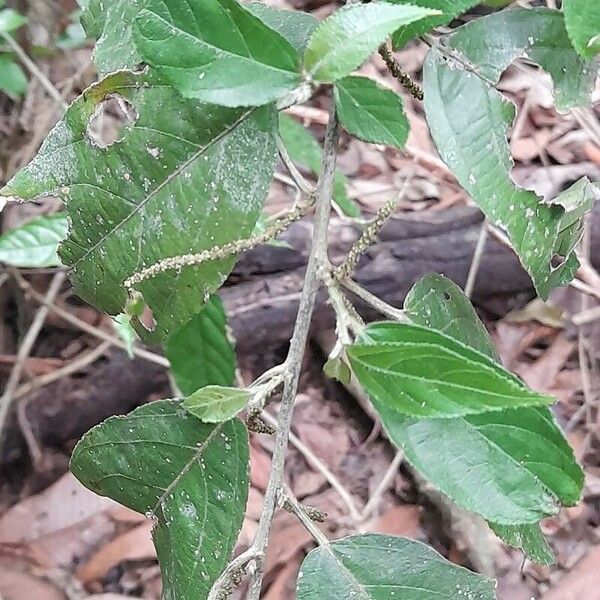 Acalypha diversifolia Flower