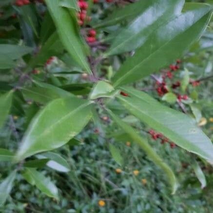 Ilex decidua 葉