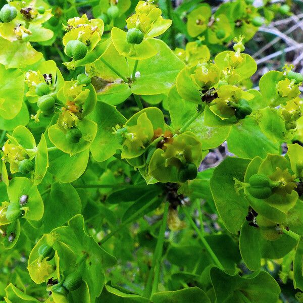 Euphorbia lucida Fruit