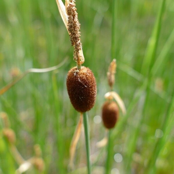 Typha minima Flower