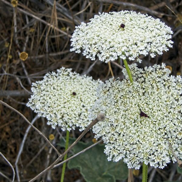 Daucus carota Кветка