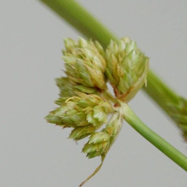 Cyperus eragrostis Flors