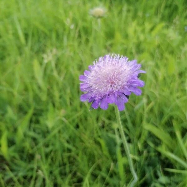 Knautia arvensis Kukka