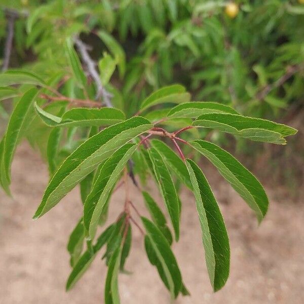 Prunus rivularis Blad