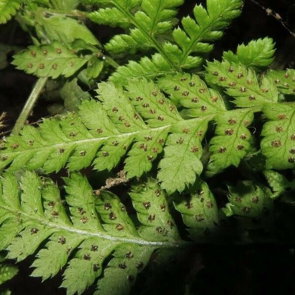 Dryopteris dilatata Φύλλο