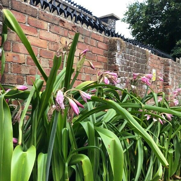 Crinum × powellii പുഷ്പം