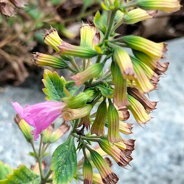 Clinopodium grandiflorum 整株植物