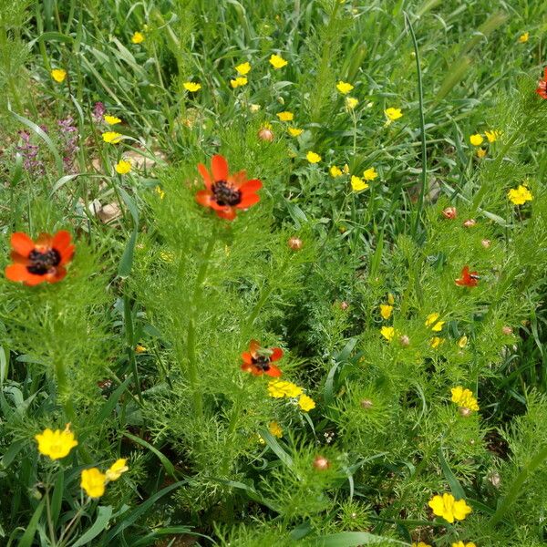 Adonis aestivalis Habitat