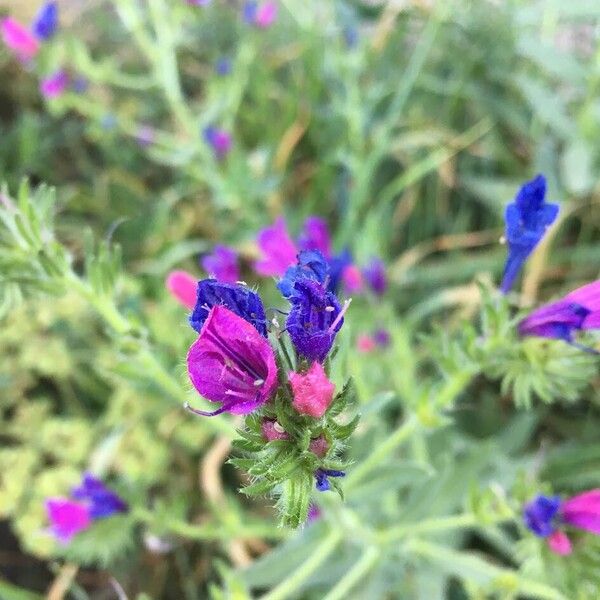 Echium plantagineum फूल