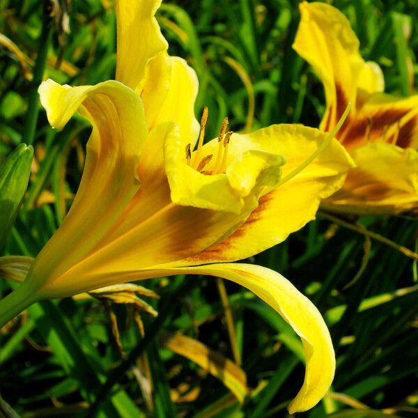 Hemerocallis lilioasphodelus Flower